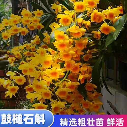 鼓槌石斛兰开花成串花香板植盆栽