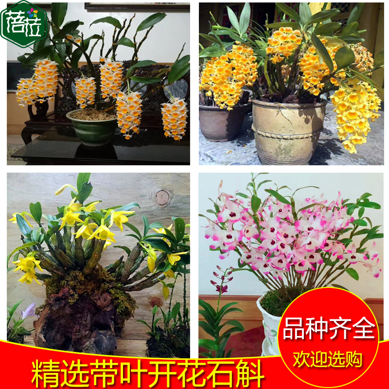 石斛带叶开花品种 球花翅梗密花金钗鼓槌翅鄂叠鞘竹叶铁皮 金石斛