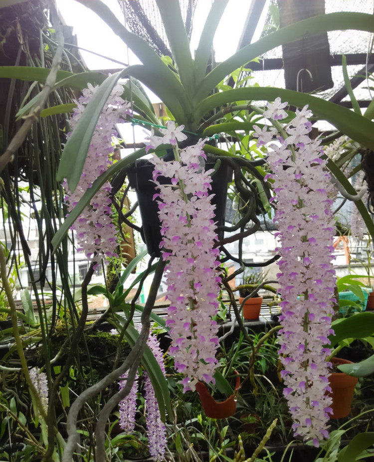 狐尾兰花多附生兰花盆栽盆景开花漂亮很好养花卉植物绿植满30包邮