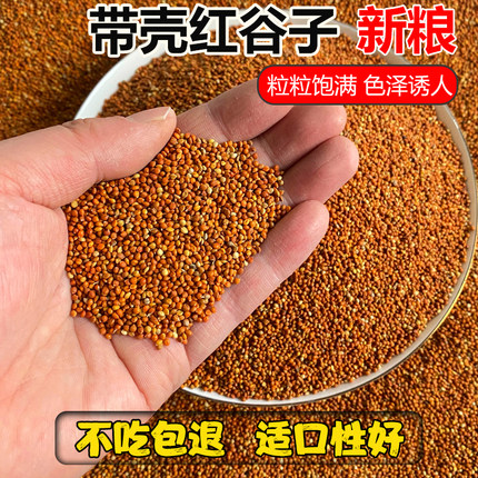 新带壳红谷子 增亮毛色鸟食鸟粮虎皮皮牡丹玄凤鹦鹉饲料带壳小米