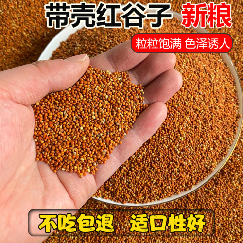 新带壳红谷子鸟食鸟粮鹦鹉饲料