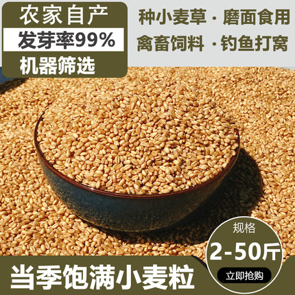 新小麦粒带皮小麦酿酒发芽猫草磨面食用做麦芽糖喂鸽子喂鸡鸽子鸟