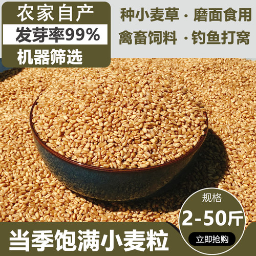 当季新粮小麦粒喂鸽子喂鸡鸽子鸟