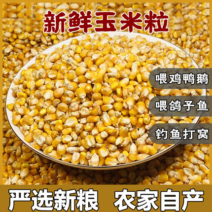 新鲜干玉米粒喂鸡鸭鸟鸽子饲料玉米籽打窝鱼饵酿酒玉米粒10斤包邮