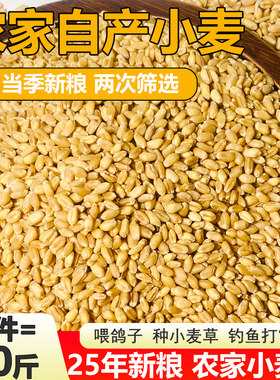 25年新小麦粒麦子小麦种子小麦酿酒食用麦芽糖喂鸽子喂鸡鸟10斤装