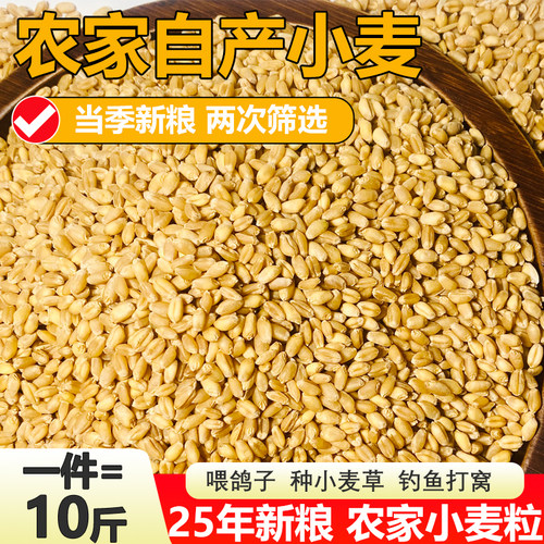 带皮小麦粒25年农家自产10斤