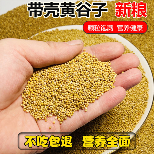 新黄谷子带壳鹦鹉饲料