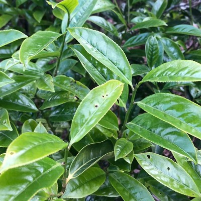 潮州千香百味鸭屎香奶香花香