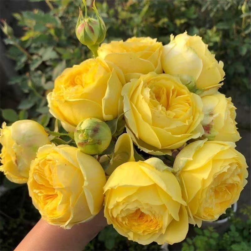 卡特琳娜/凯特琳娜切花月季花苗盆栽阳台庭院花卉开花黄色包子状