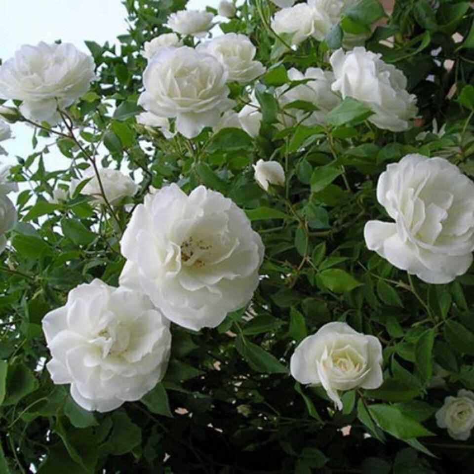 藤本白色月季藤冰山月季花苗阳台庭院多季开浓香爬藤蔷薇花卉盆栽