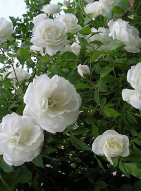 藤本白色月季藤冰山月季花苗阳台庭院多季开浓香爬藤蔷薇花卉盆栽