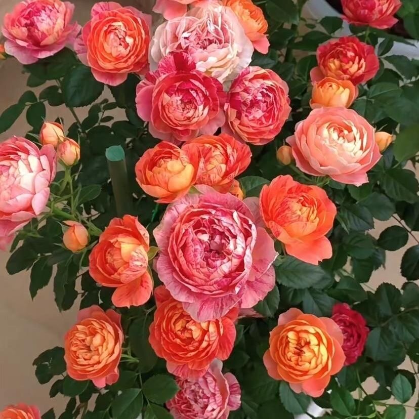 果汁飞溅月季花苗阳台盆栽果汁阳台芽变品种庭院地栽易返祖月季