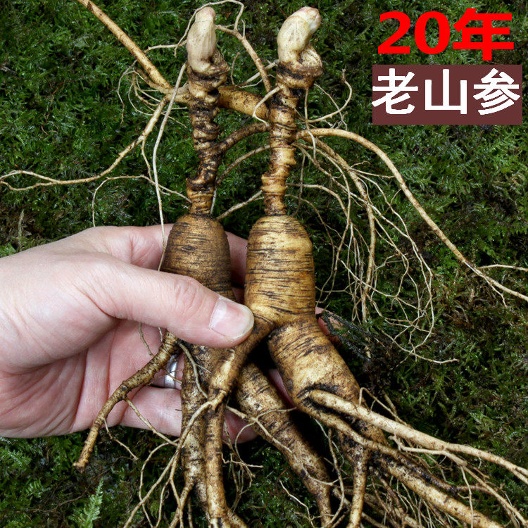 人参 野山参东北人参长白山林下参整枝吉林人参新鲜20年野生人参