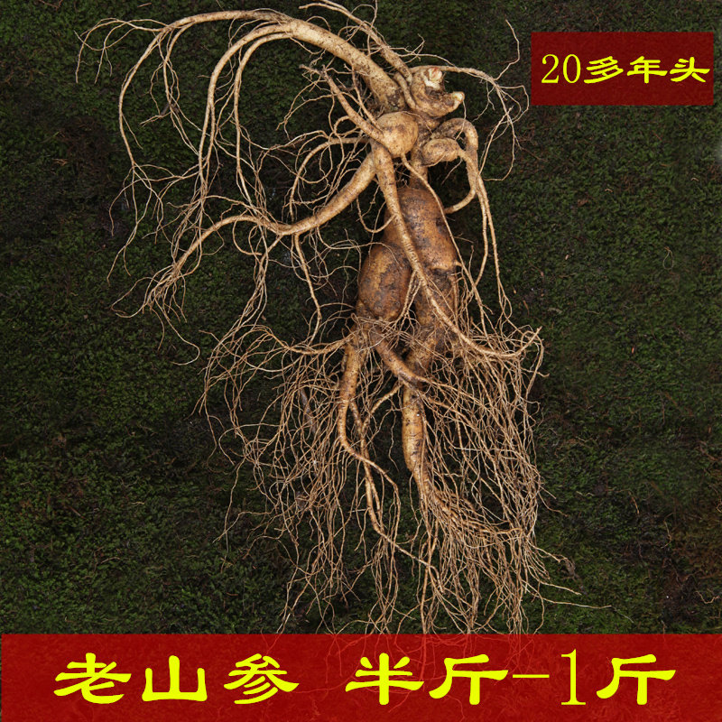 人参新鲜野山参20年长白山林下山参单枝半斤特大东北野生人参