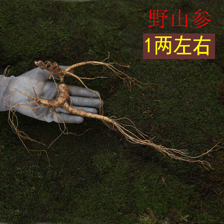 长白山鲜人参 林下参17年根林下籽儿现挖带土野山参50克左右每枝