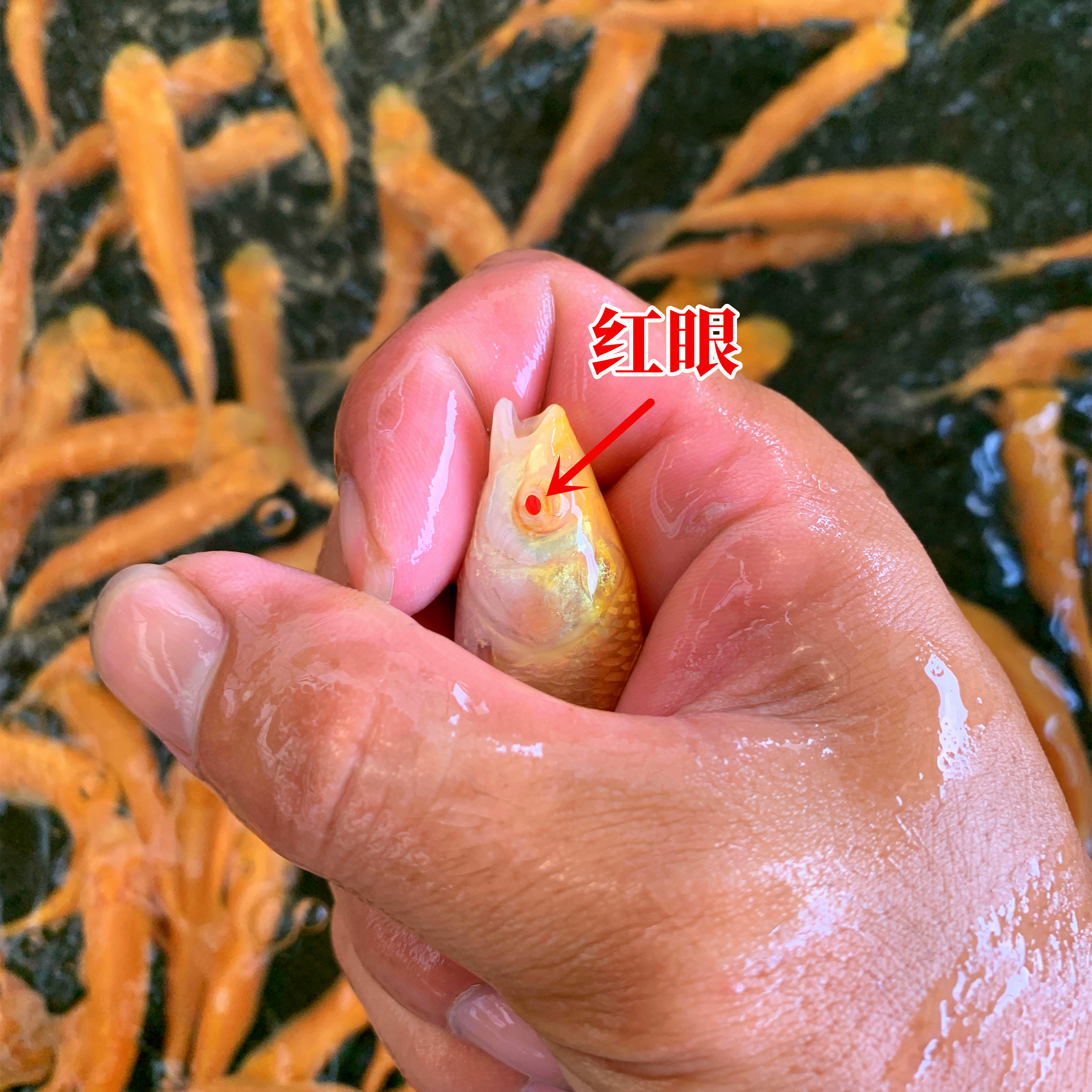 金草苗赤目金草鱼赤目金丝鲩鱼黄金鲩鱼苗活体观赏鱼淡水易活养殖