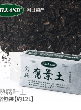 君子兰腐殖土盆景柞树叶