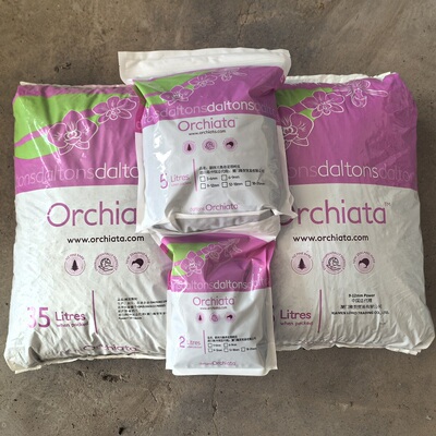 新西兰树皮蝴蝶兰兰花碳化树皮