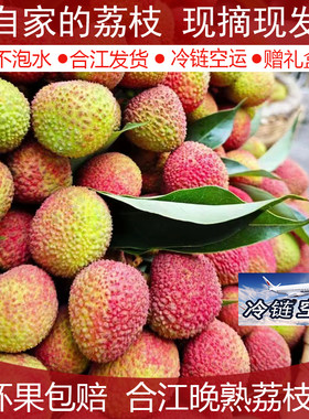 合江荔枝新鲜晚熟现摘现发顺丰甜