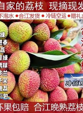 合江荔枝新鲜晚熟现摘现发顺丰甜