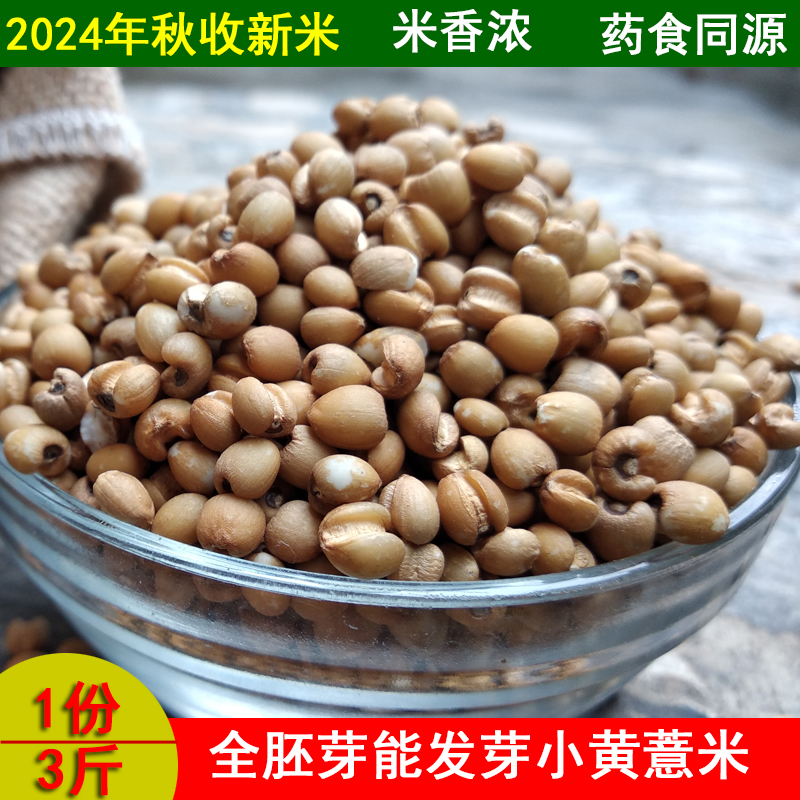 新米贵州黄薏米2024新米