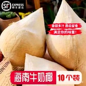 小椰子奶香浓郁送吸管 椰皇10个小奶椰 顺丰京东 海南牛奶香椰