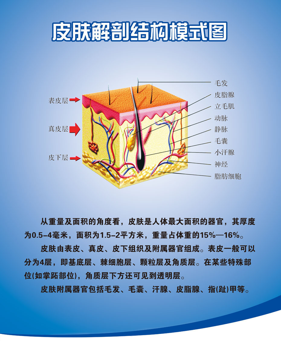 725薄膜海报印制展板喷绘写真697皮肤解剖结构模式图
