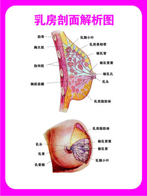 751薄膜海报印制展板喷绘写真470健康知识乳房剖面解析图