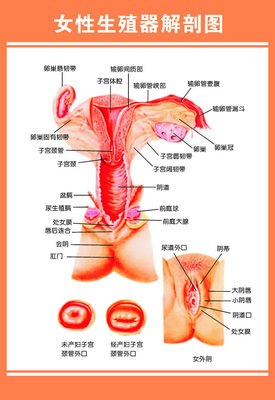 601薄膜海报印制展板喷绘写真233女性生殖解剖图医院挂图