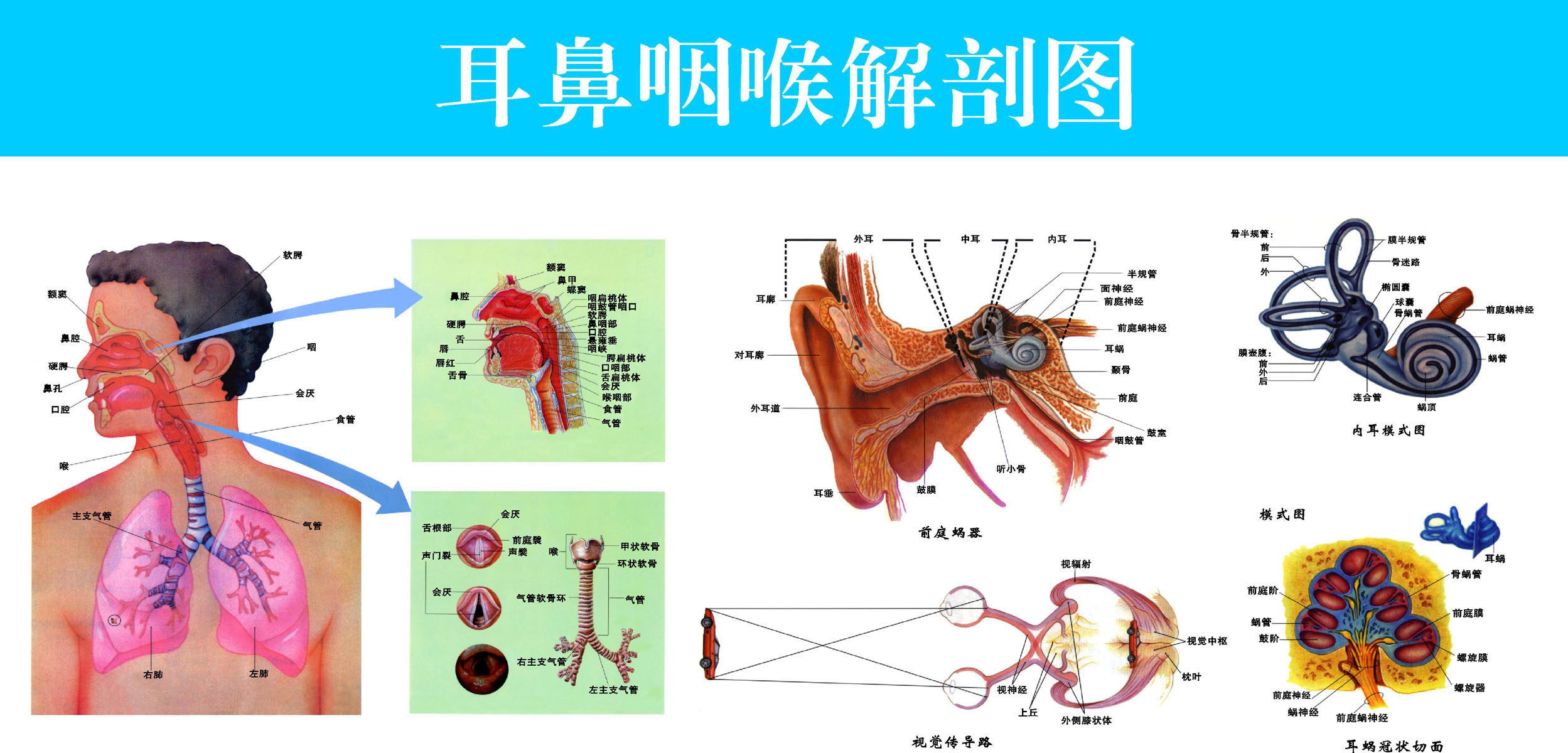 96薄膜海报印制展板喷绘写真21耳鼻喉解剖图