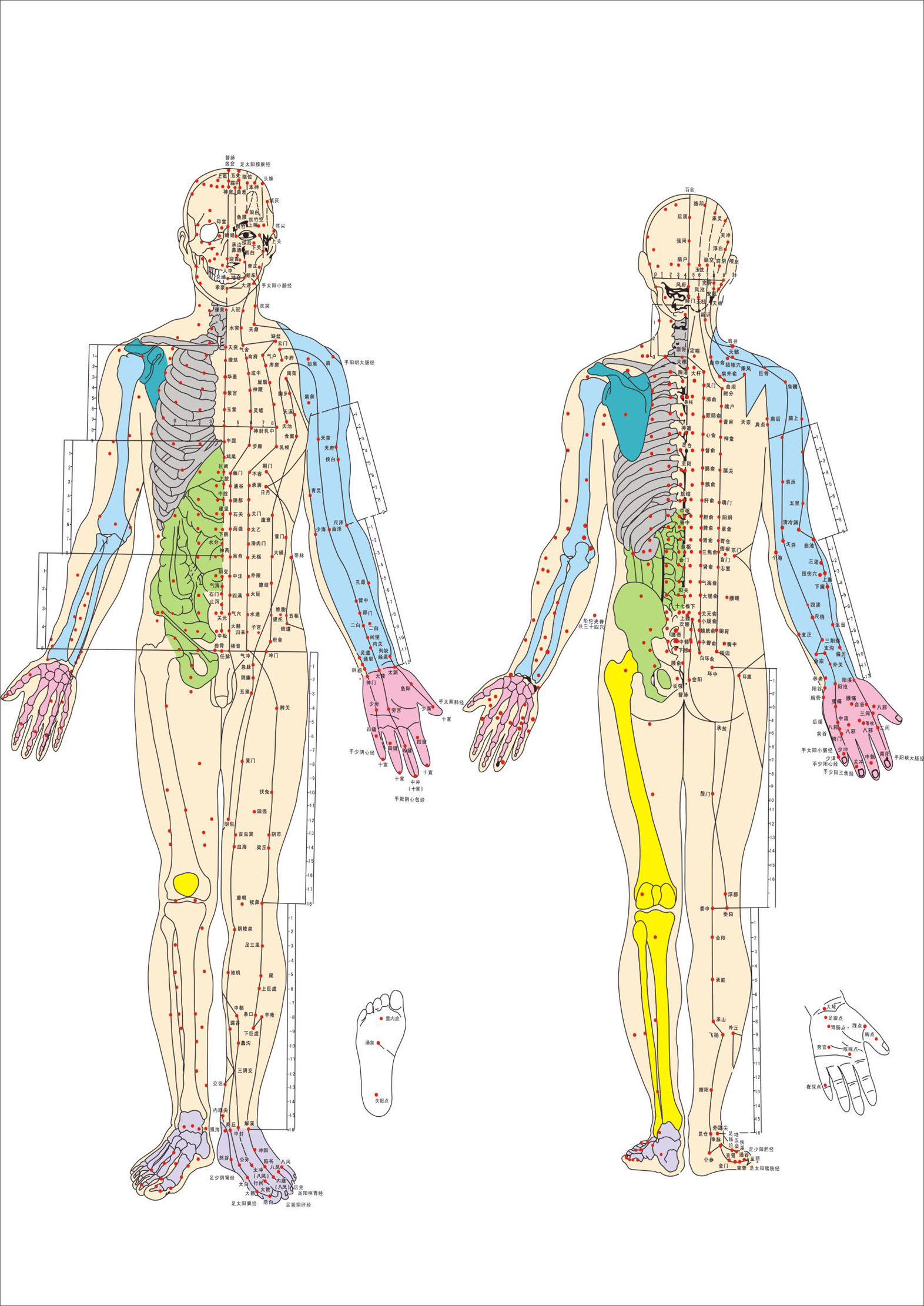 727薄膜海报印制展板喷绘写真67人体全身穴位图2