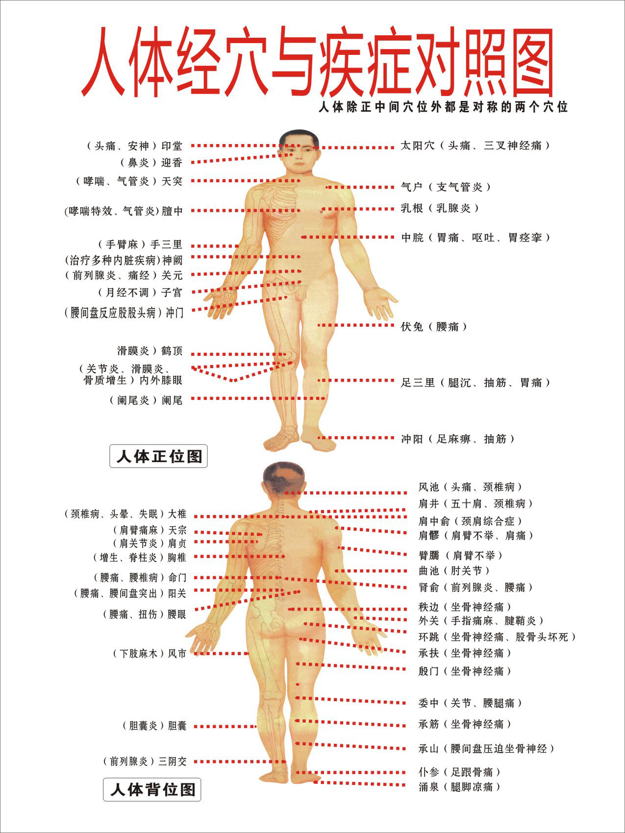 725薄膜海报印制展板喷绘写真58人体结构图3人体经穴