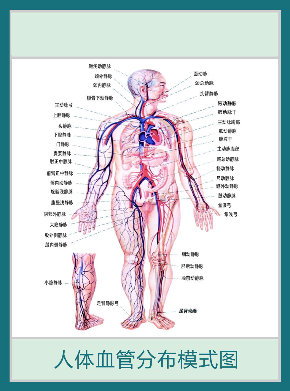 705薄膜海报印制展板喷绘写真143人体血管分布模式图