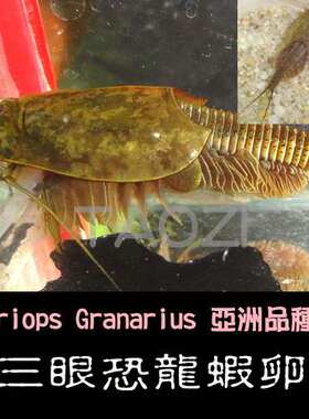 三眼恐龍蝦卵 (一份內約40-50粒卵)