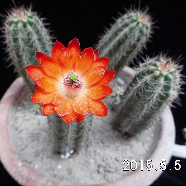 鹿角柱属仙人球多刺虾echinocereus polyacanthus 易养开大美花