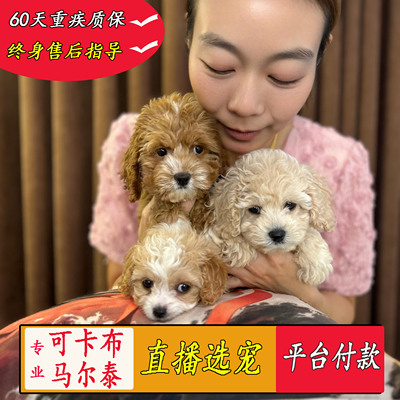 小燕总可卡布马尔泰犬可卡熊