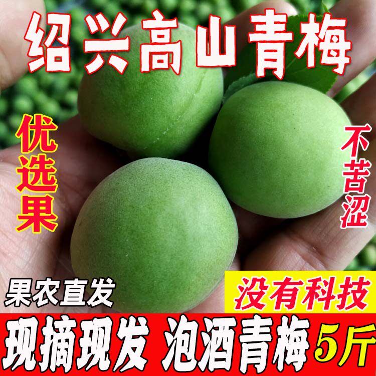 浙江绍兴新鲜青梅果2026年高山现摘现发酸脆泡酒梅子鲜果5斤 包邮