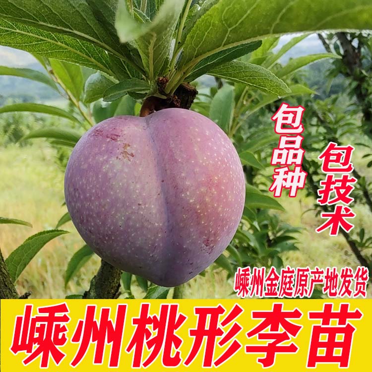 嵊州桃形李原产地树苗新品种