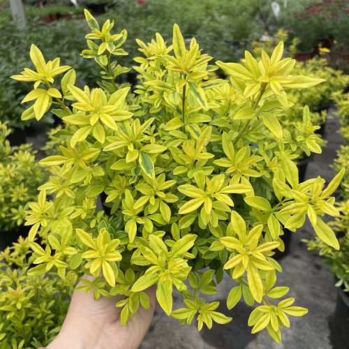 庭院阳台美观观叶植物