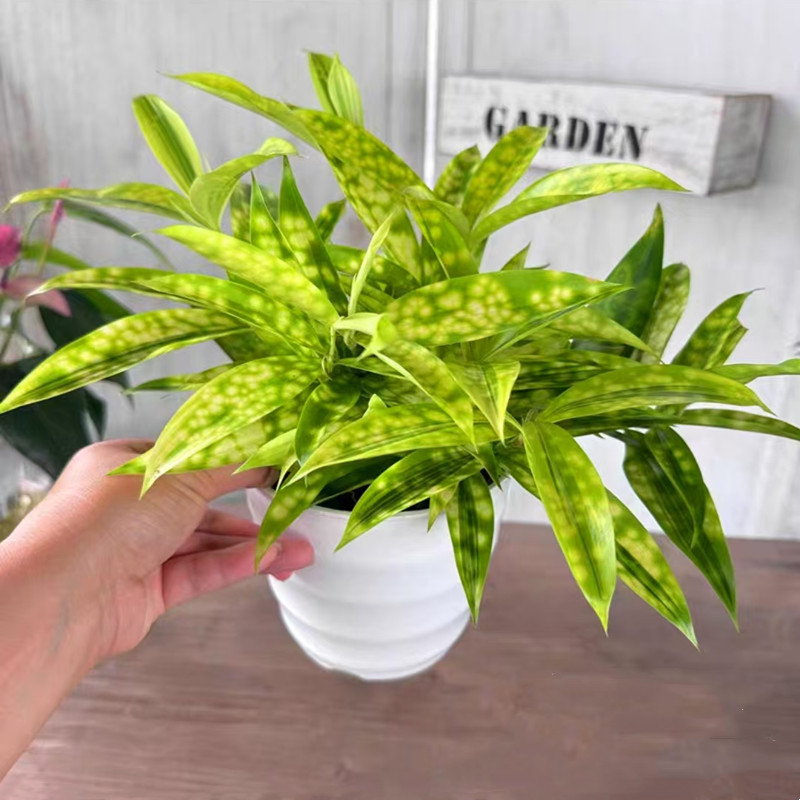 星点木盆栽 细叶星点千年木 星虎斑木斑叶油点木组盆点缀观叶植物