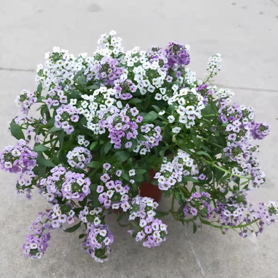 香雪球春季冬季庭院阳台