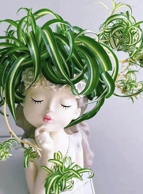 卷发女郎 法国卷叶金心吊兰盆栽 室内耐阴易养观叶常绿植物