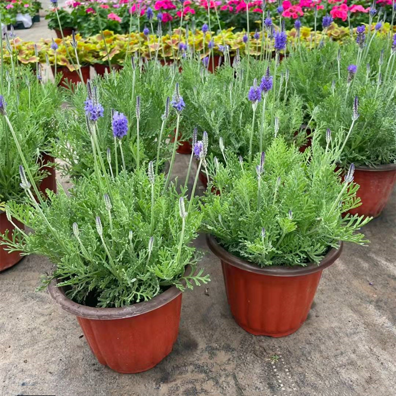 草本阳台春秋羽衣薰衣草