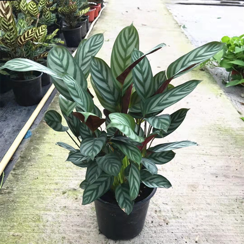 飞羽竹芋盆栽绿植室内客厅防辐射吸甲醛办公桌四季常绿植物 包邮