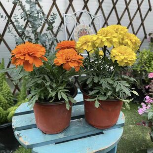 孔雀草盆栽 金盏菊 孔雀菊 重瓣万寿菊 庭院阳台盆栽花卉 花期长