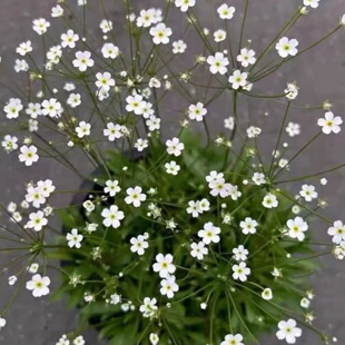 星辰点地梅盆栽 清新小白花 繁星点点庭院组盆耐寒耐阴好养小植物