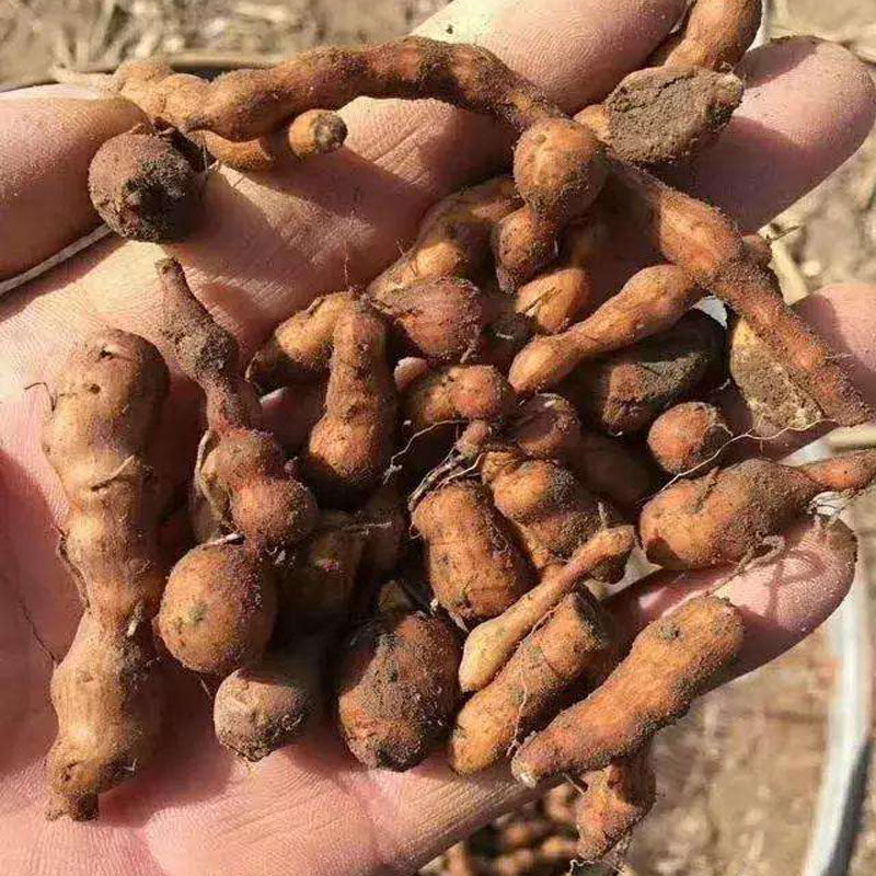 青海特产人参果大果高原蕨麻500g煲汤粥烘焙