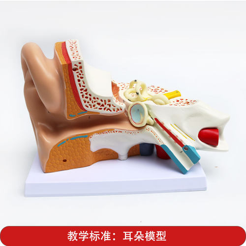 儿童教学模型 耳朵模型教具 幼儿科学实验
