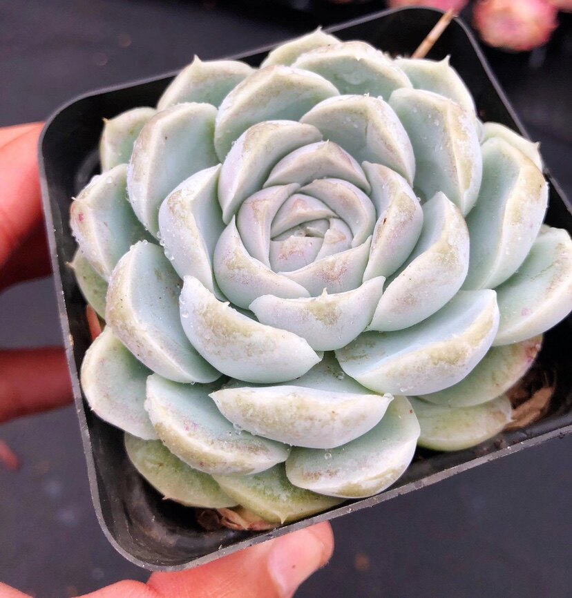 Sp多肉价格 Sp多肉图片 星期三