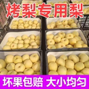 10斤新梨安徽砀山酥梨大果百年老树9斤精品新鲜梨子水果榨汁烤梨